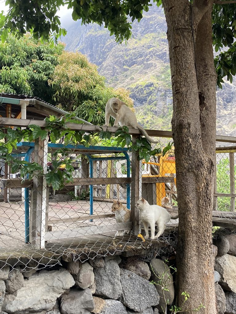 Katzen in Cayenne