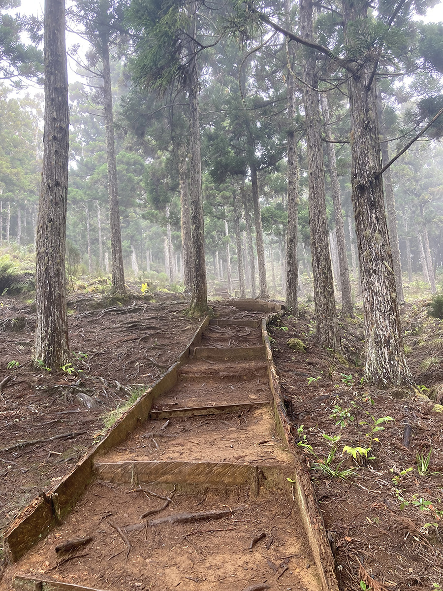 Wanderweg durch den nebligen Wald