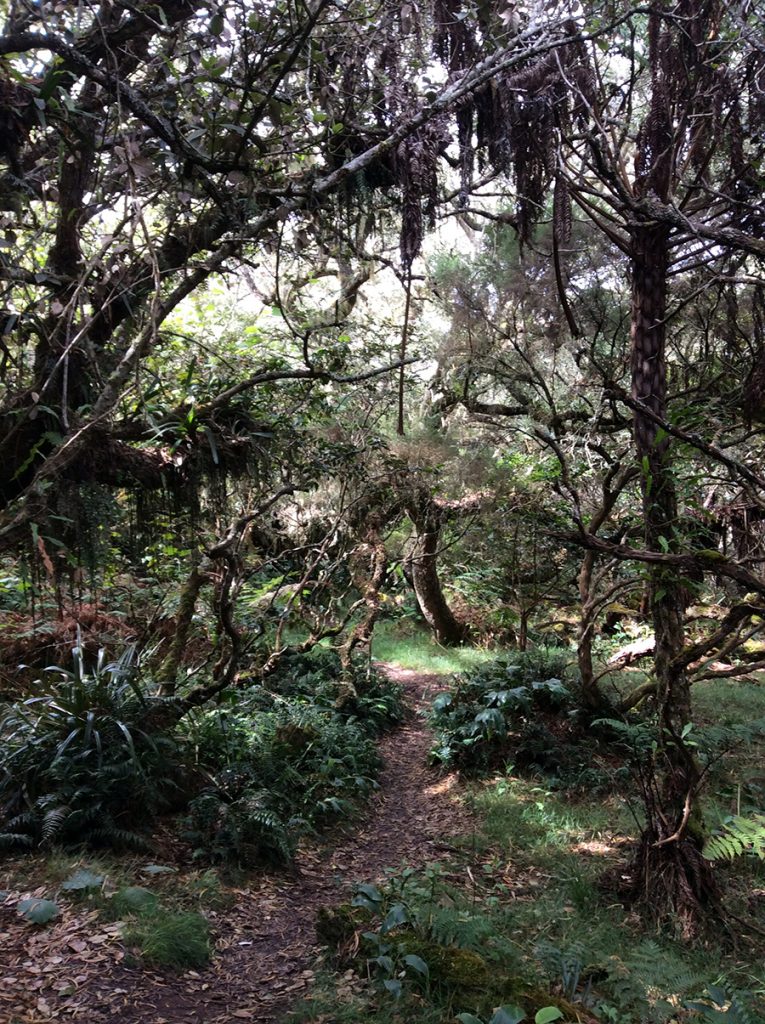 Wald