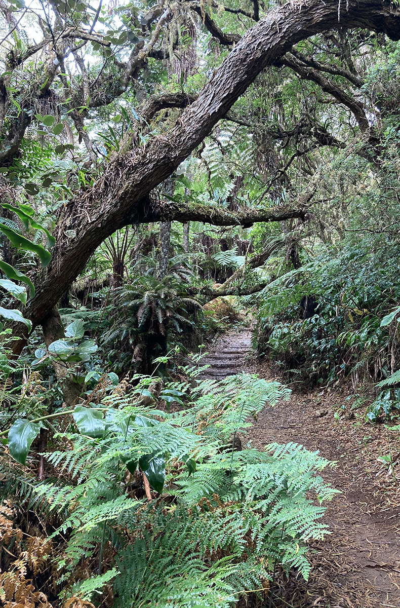Wanderpfad durch Farne und Wald