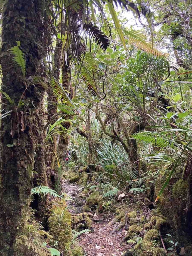 Urwald