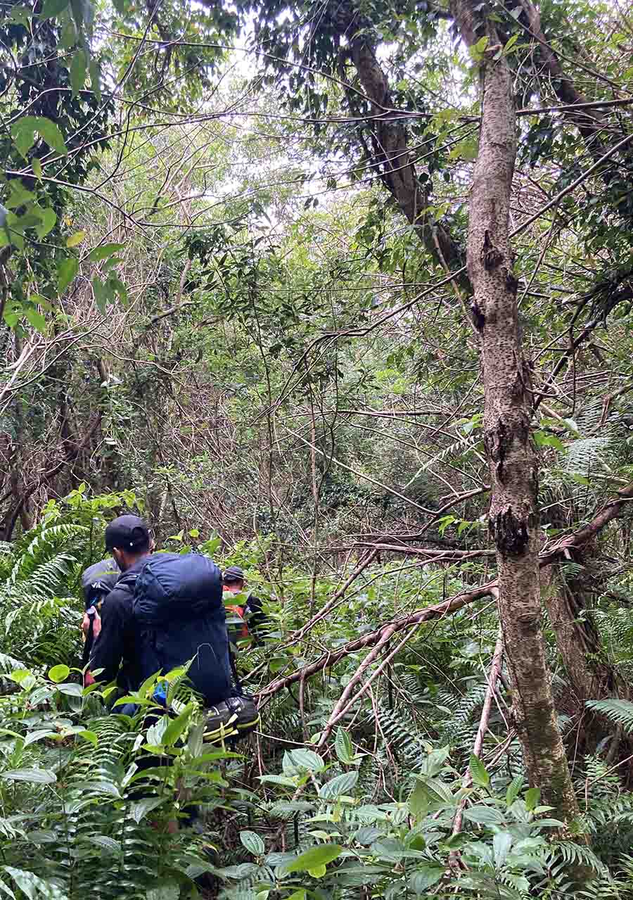 Wanderer im Urwald