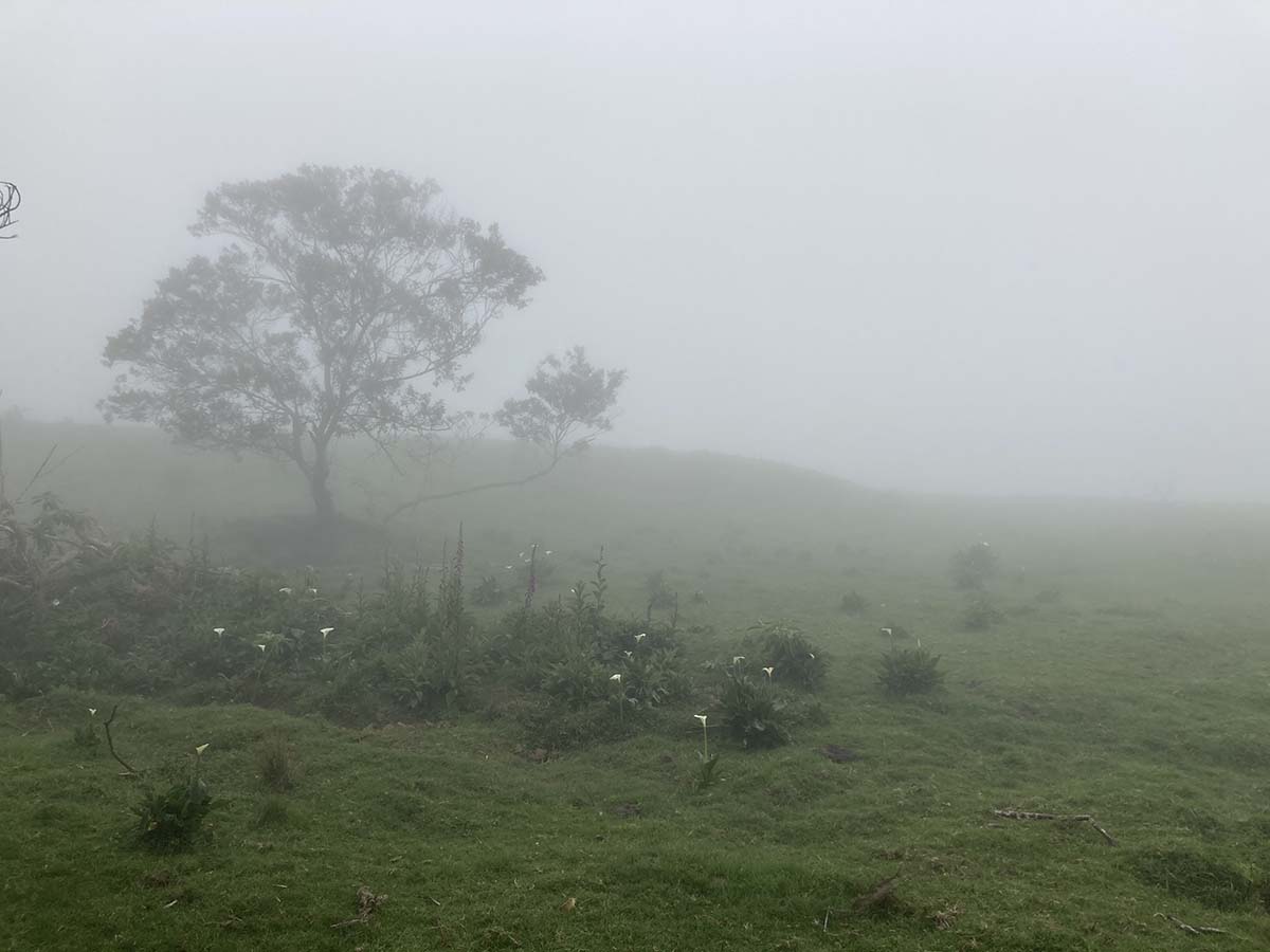 Callas auf einer Wiese im Nebel