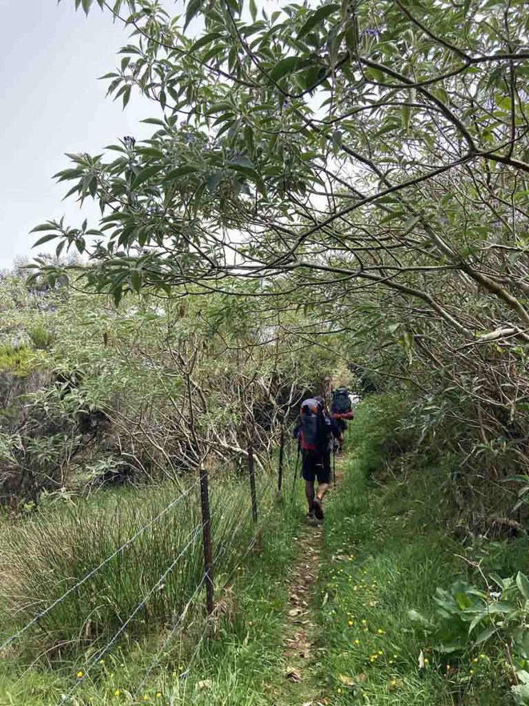 Wanderweg durch Gras