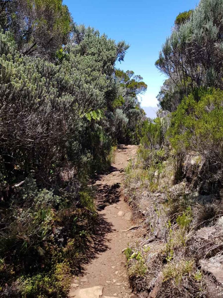 Wanderweg durch hohe Büsche