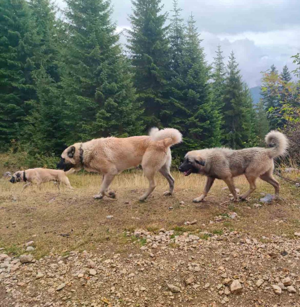 Herdenhunde