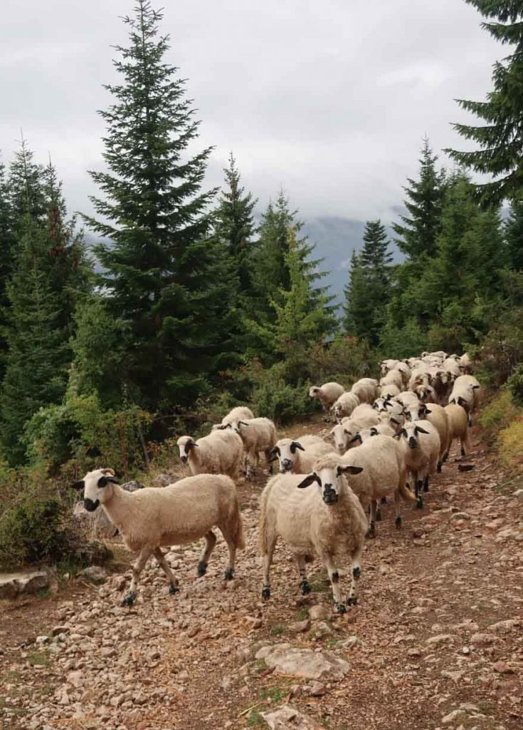 Schafherde