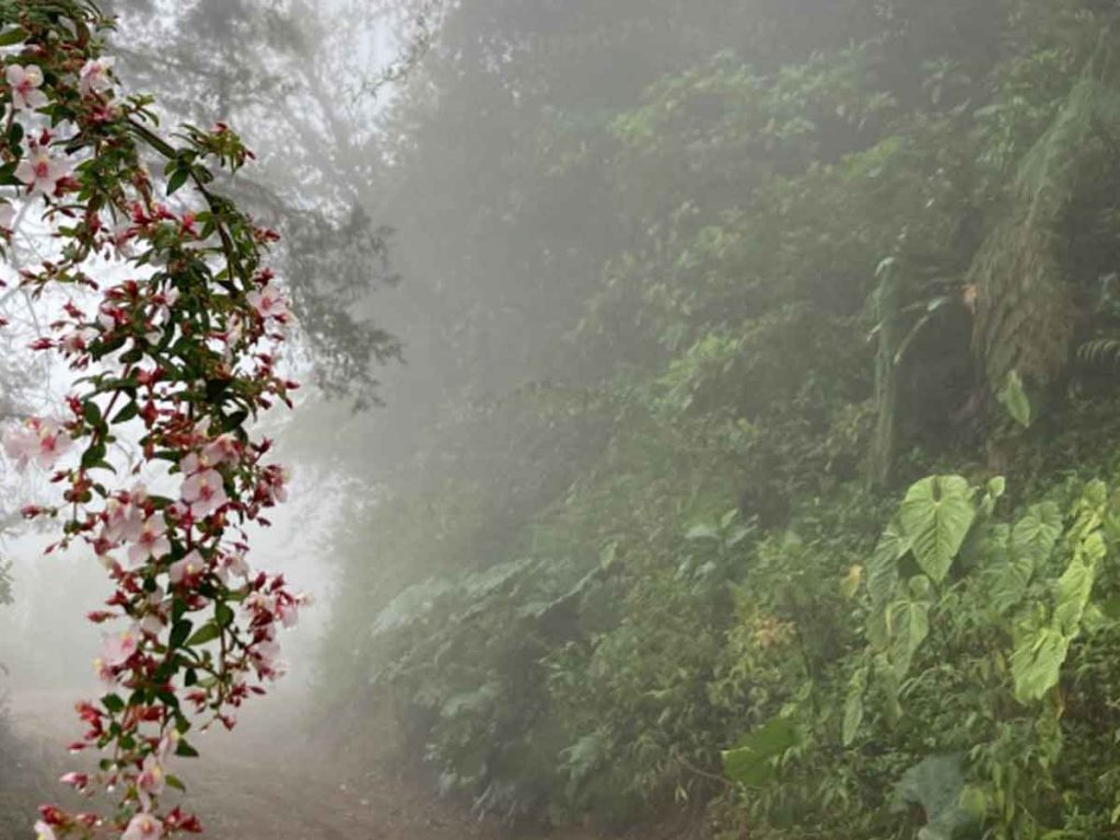 Blüte, die vor einem Weg im Dschungel im Nebel hängt