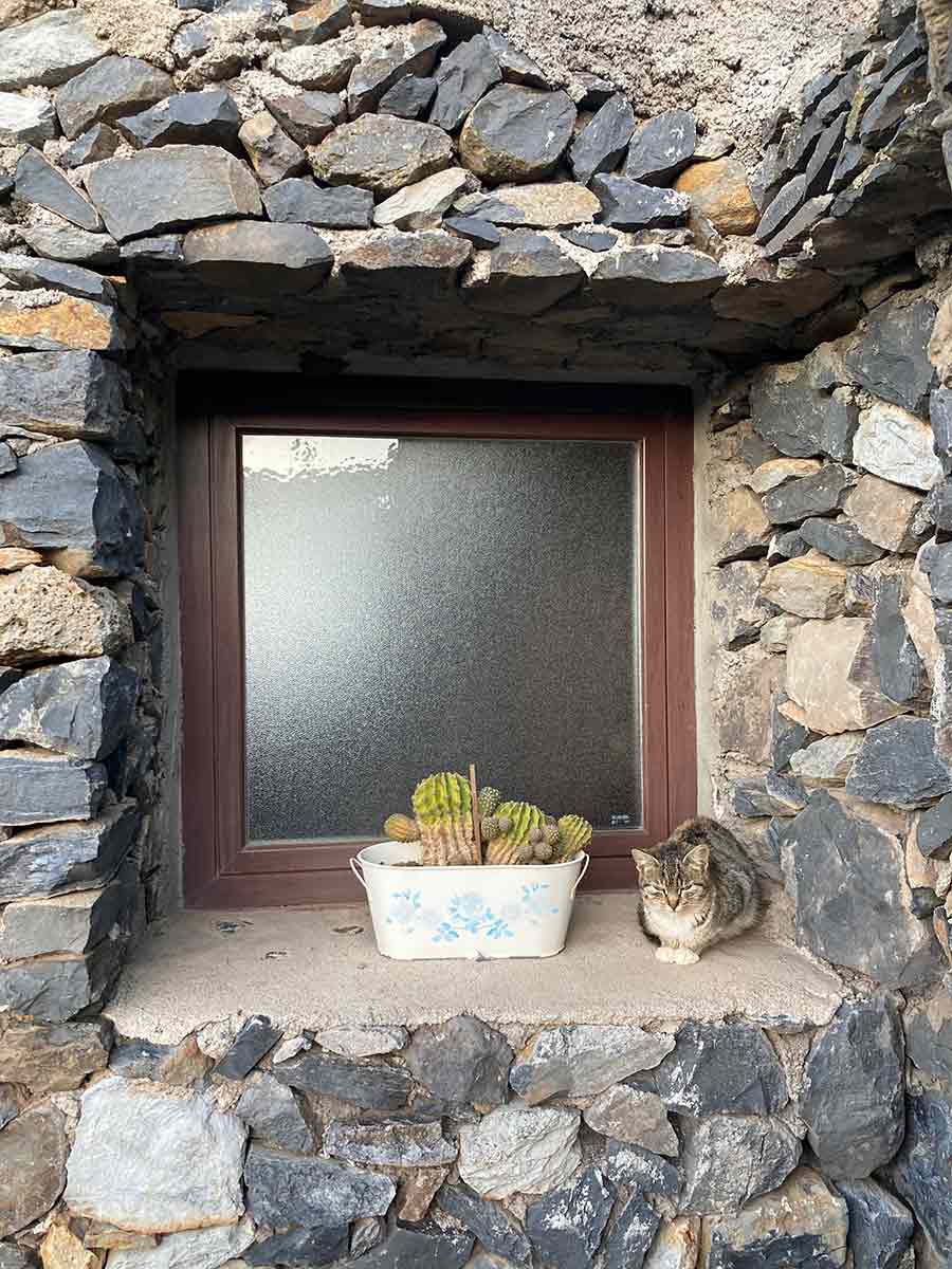 Babykatze sitzt vor einem Fenster 