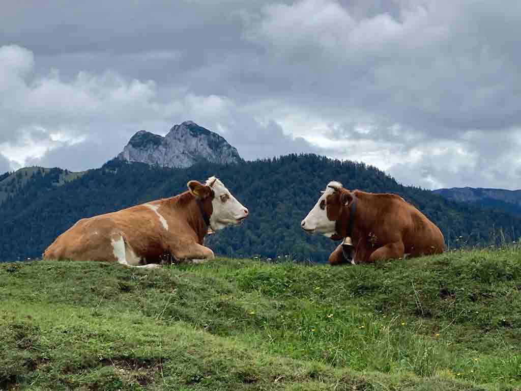 Zwei Kühe liegen auf der Weide und sehen sich an