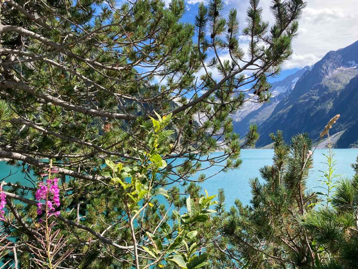 Baum vor türkisenem Bergsee und Bergkulisse
