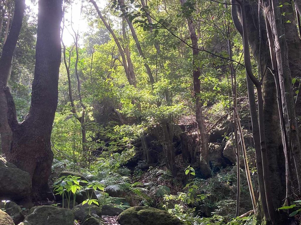 Grüner Wald
