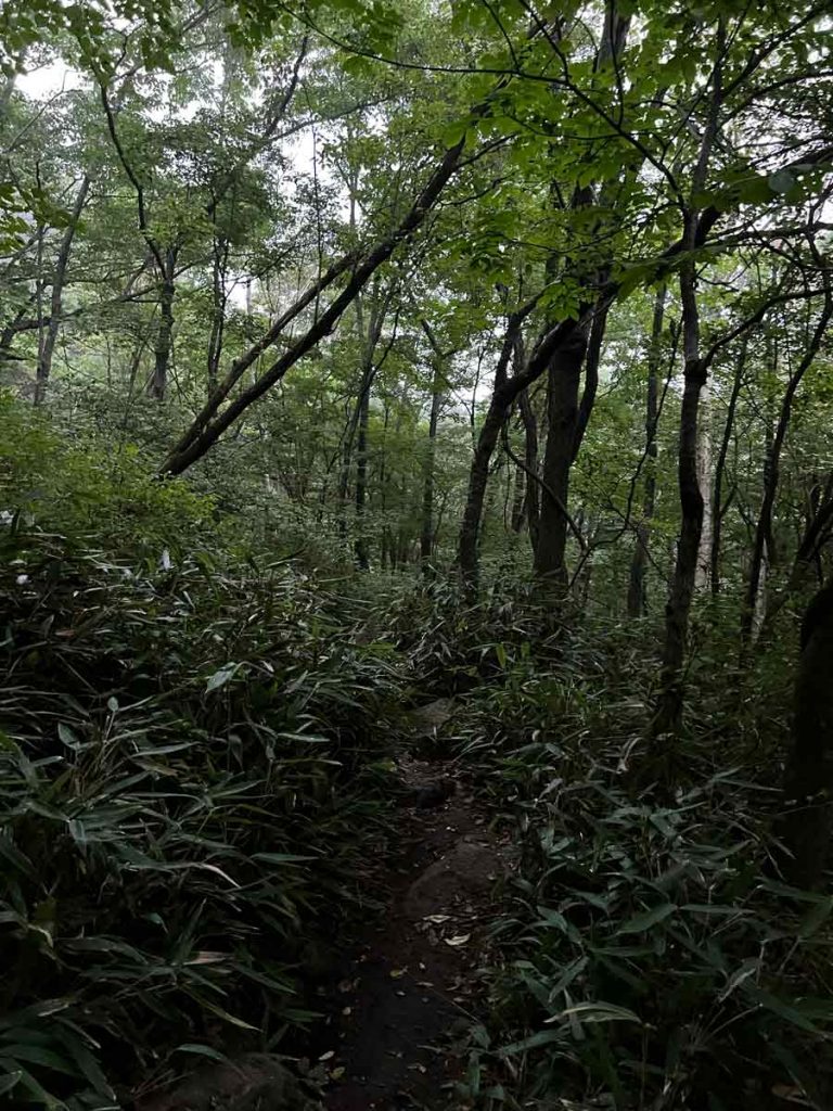 Ein Pfad durch sattes Grün auf der Jirisan Traverse - eine der schönsten Wanderungen Südkoreas