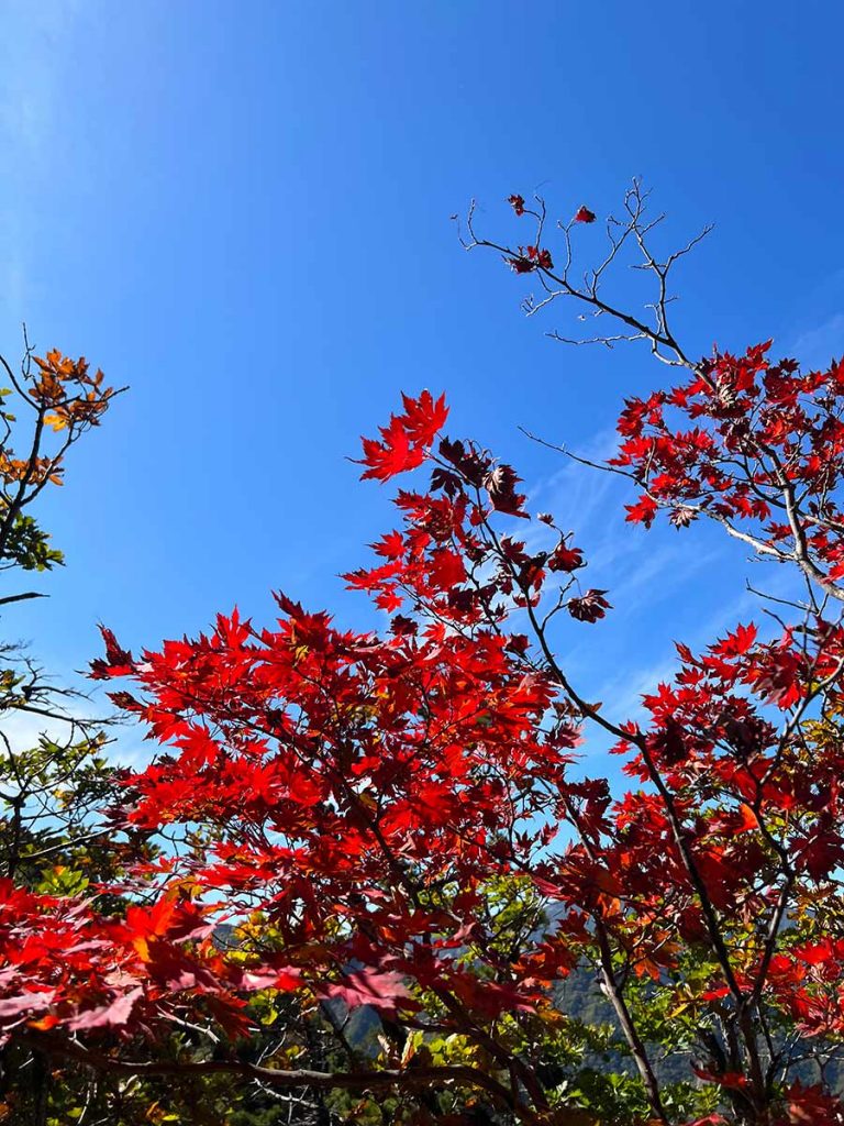 Koreanischer Fächerahorn im Herbst mit roten Blättern