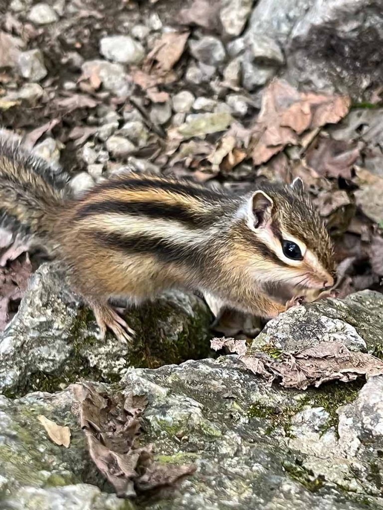 Streifenhörnchen