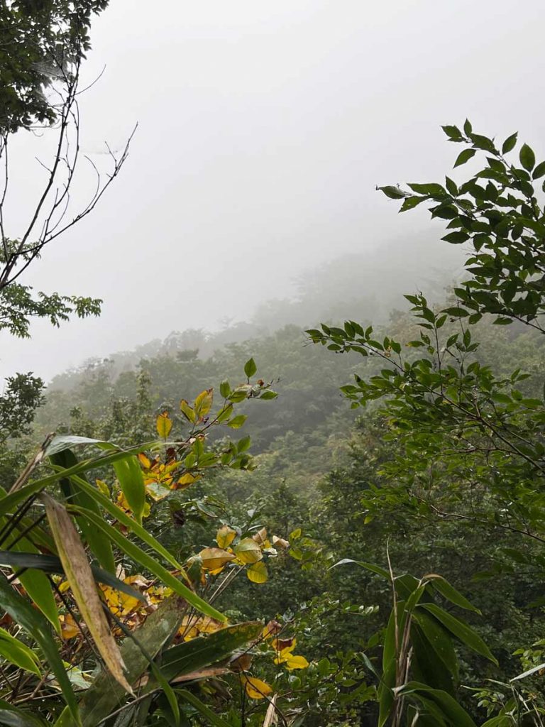 Nebelige grüne Landschaft im Jirisan Nationalpark