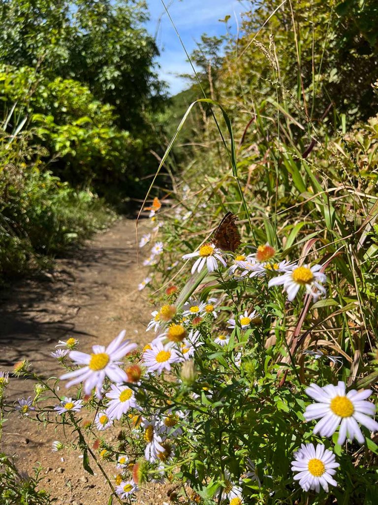 Schmetterling auf Blume auf dem Trail im Jirisan Nationalpark - eine der schönsten Wanderungen in Südkorea