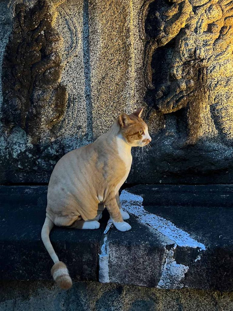 Rote Katze im Hwaeomsa Tempel, dem Startpunkt der Jirisan Traverse