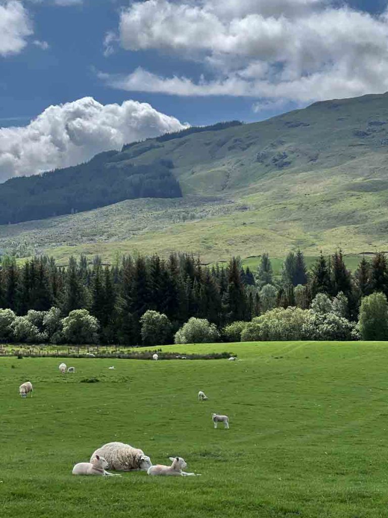 grüne Wiese mit SChafen