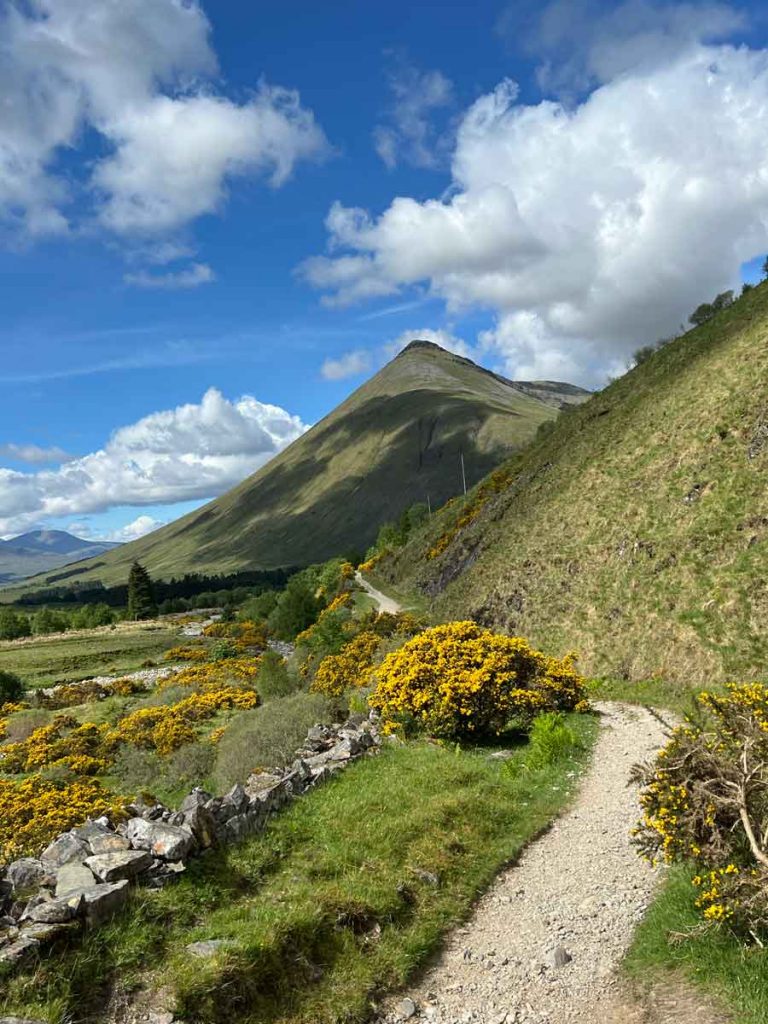 Ein Weg, umgeben von Ginster und Bergen