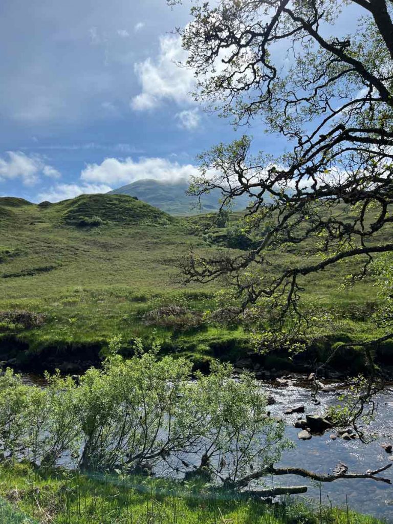 Grüne Landschaft mit Fluss