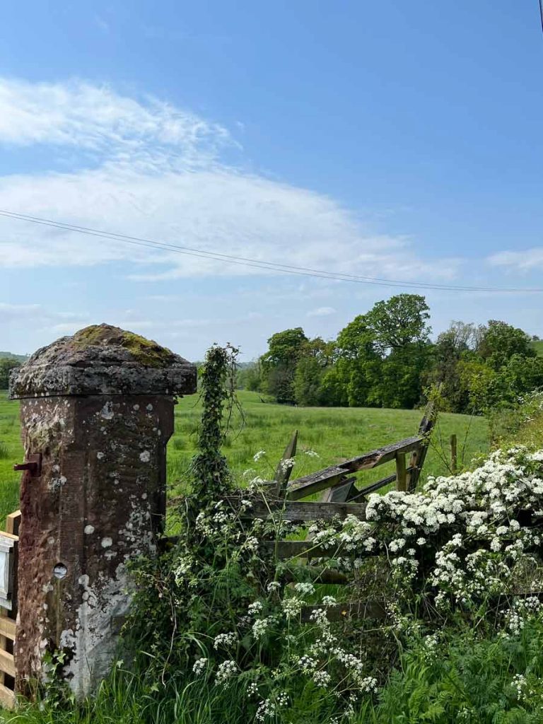 Alter Zaunpfeiler, Blumen, Wiese