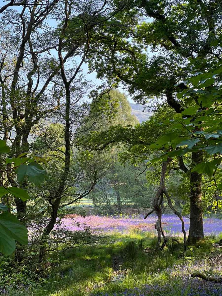 Ein Wald, in der Mitte ein lila Hasenglöckchenfeld