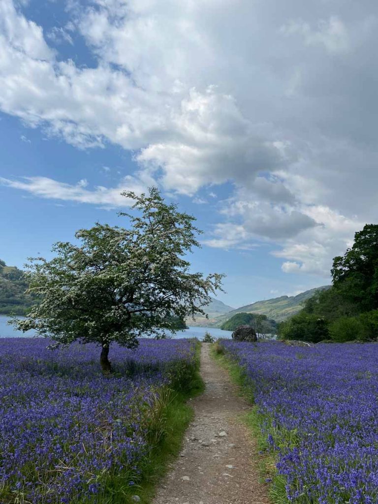 Ein Weg, der durch Hasenglöckchenfelder führt. Links ein Baum mit weissen Blüten, geradeaus ein See