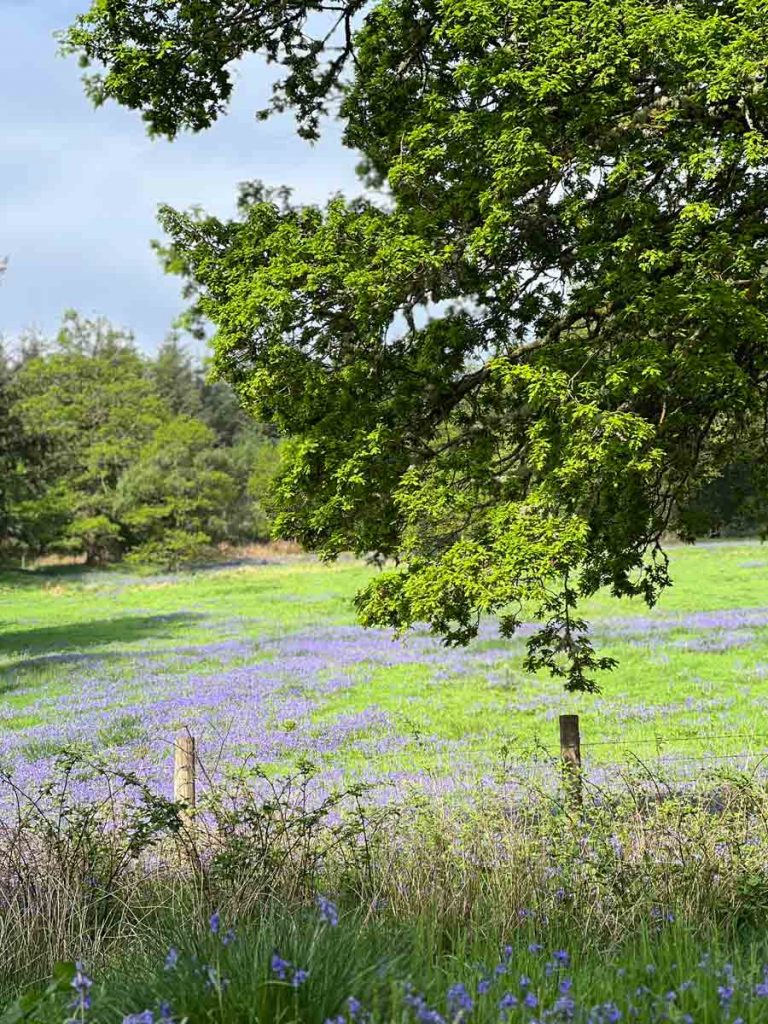 Bluebell Feld, davor ein Baum