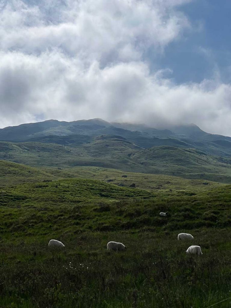 Weidende Schafe, dahinter wolkenverhangene Berge