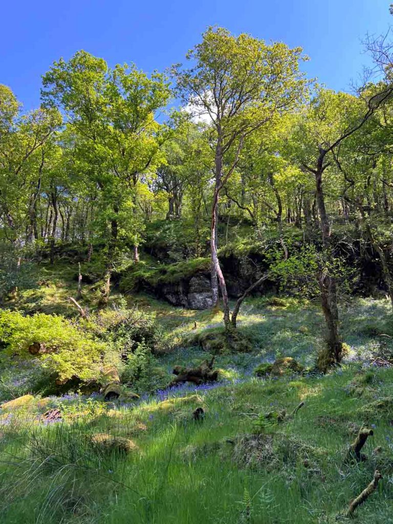 Ein grüner Wald mit Hasenglöckchen