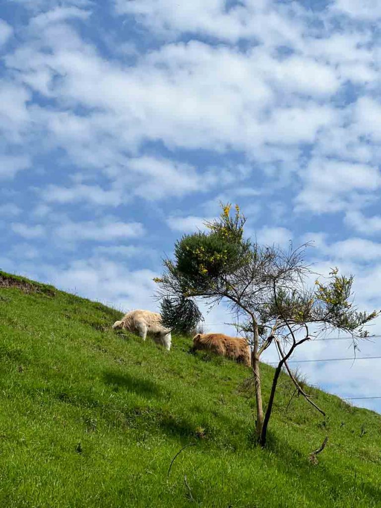 Schottische Highland Kuehe beim Grasen