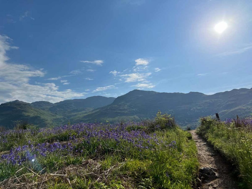 Ein Weg, der durch lilane Blumen führt, im Hintergrund Berge