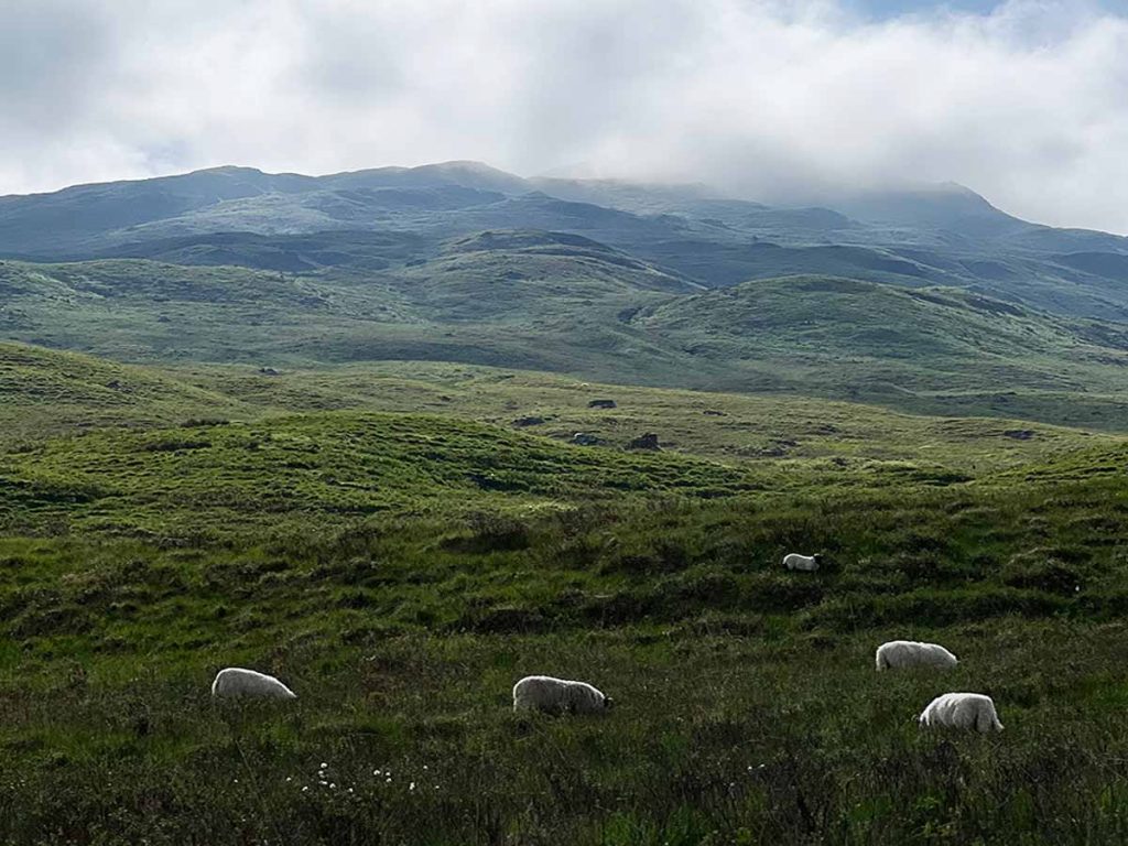 Landschaft mit grasenden Schafen